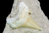 Otodus Shark Tooth Fossil in Rock - Eocene #139935-1